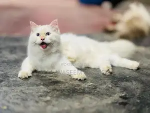 Blue Eyes Persian Kitten
