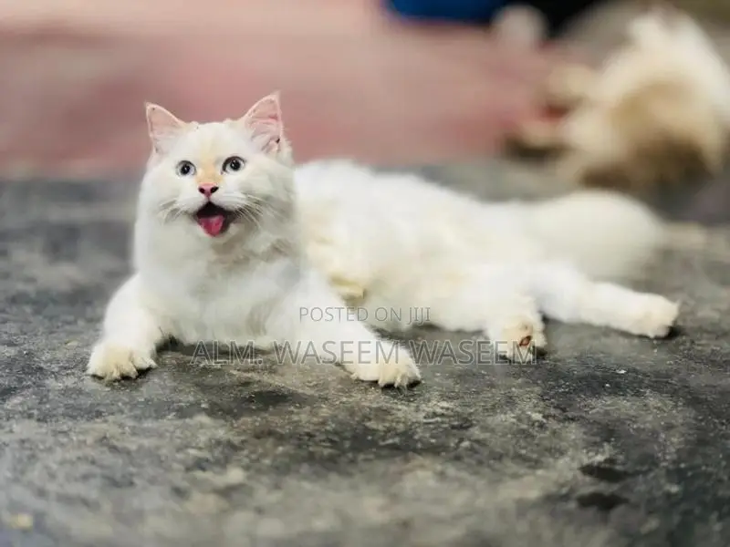 Blue Eyes Persian Kitten