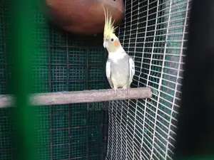 Cocktail Pair
