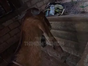 மறி ஆடு