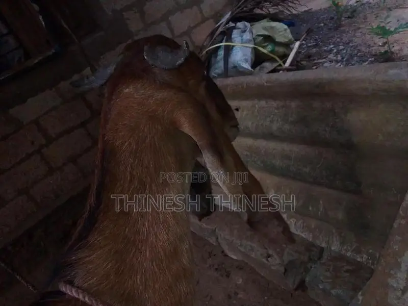 மறி ஆடு