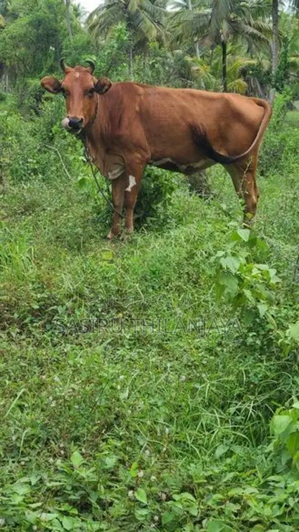 Milk Cow
