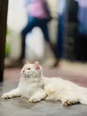 Blue Eyes Persian Kitten