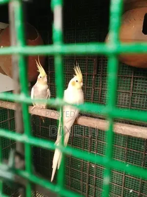 Cocktail Pair