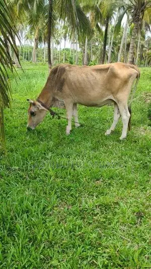 Milk Cow