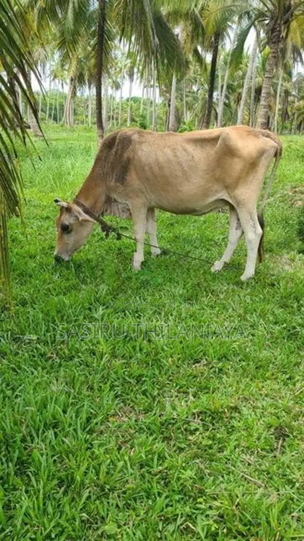 Milk Cow