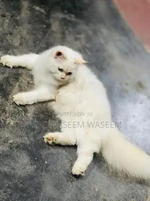 Blue Eyes Persian Kitten