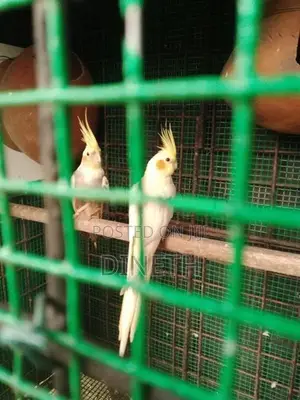 Cocktail Pair