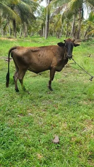 Milk Cow