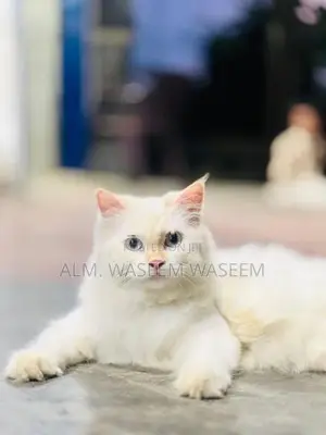 Blue Eyes Persian Kitten