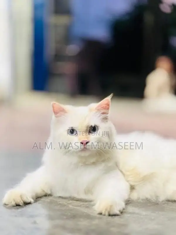 Blue Eyes Persian Kitten