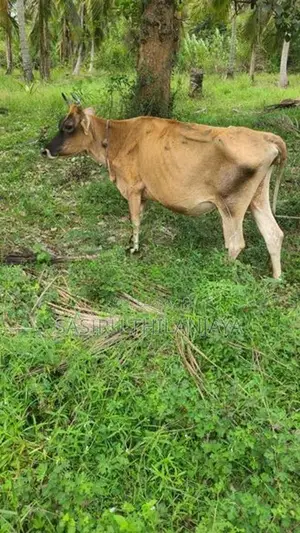 Milk Cow