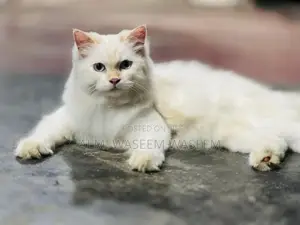 Blue Eyes Persian Kitten