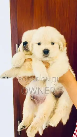 Golden Retriver Puppies