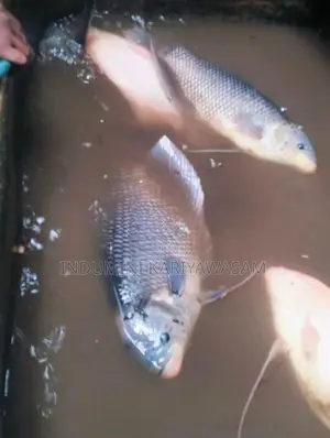 Jam Gourami Fish