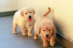Golden Retriver Puppies