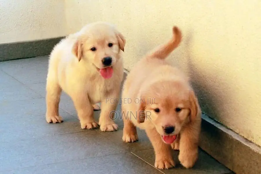 Golden Retriver Puppies