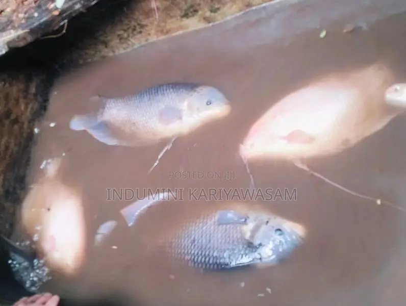 Jam Gourami Fish