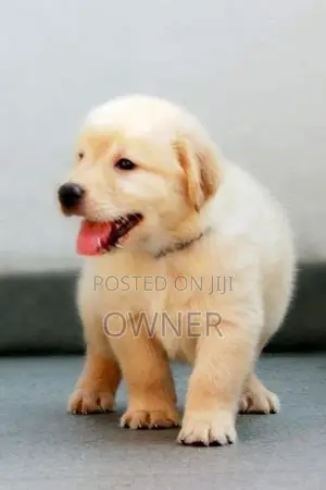 Golden Retriver Puppies