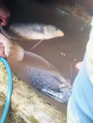Jam Gourami Fish