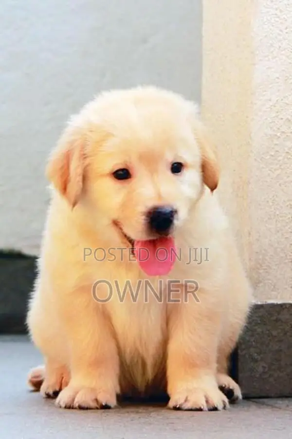 Golden Retriver Puppies