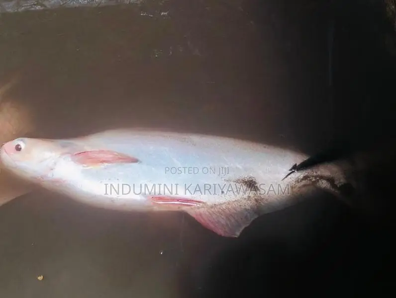 Jam Gourami Fish