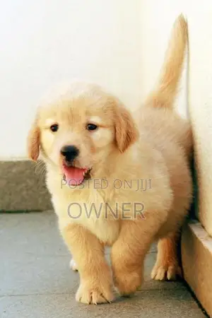 Golden Retriver Puppies
