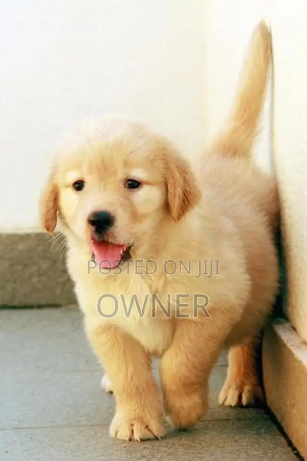 Golden Retriver Puppies