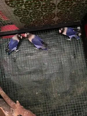 African Bird