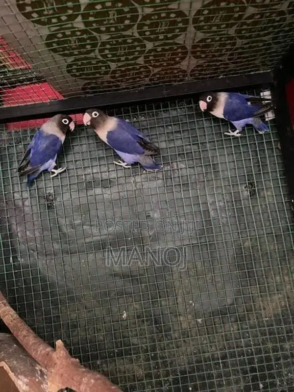 African Bird
