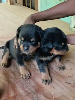 Rottweiler Puppies