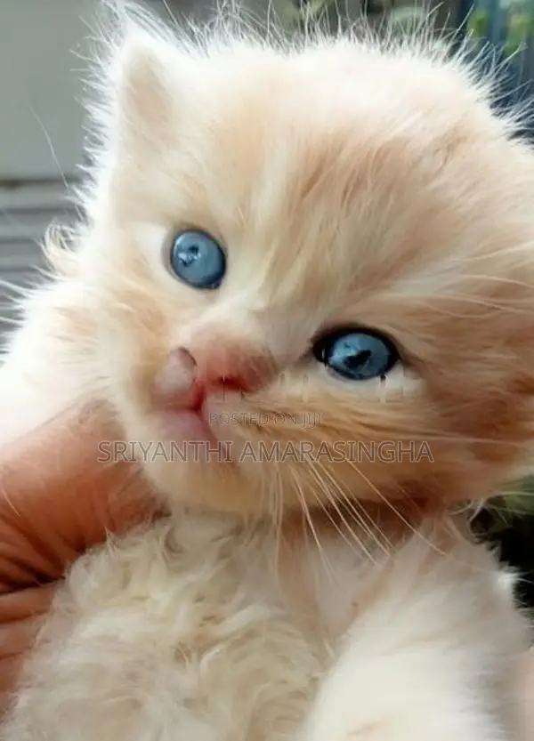 Cats (persian and bengali csts)