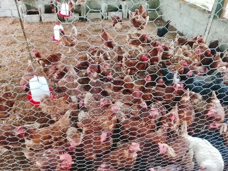 කිකිළියන්