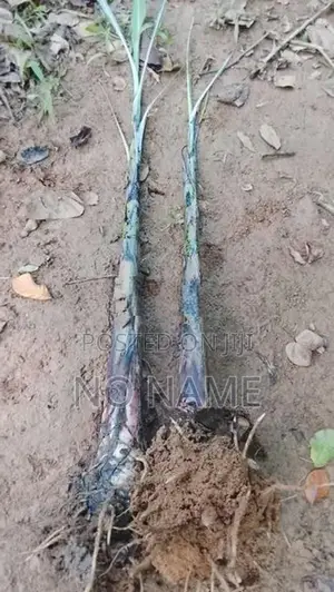 කෙසෙල් පැළ