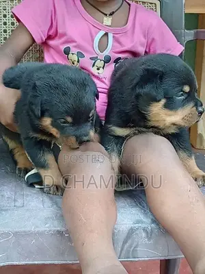 Rottweiler Puppies