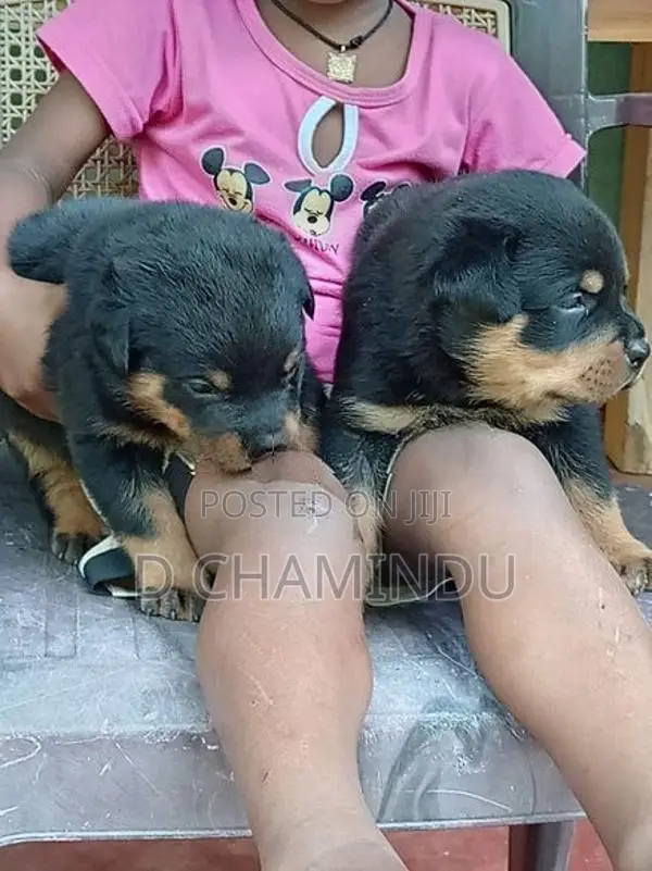 Rottweiler Puppies