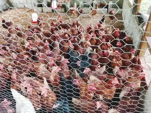 කිකිළියන්