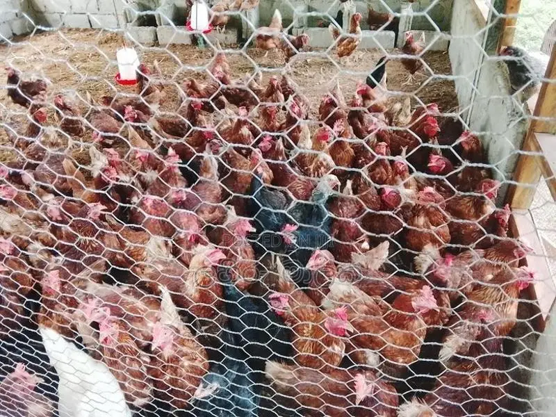 කිකිළියන්