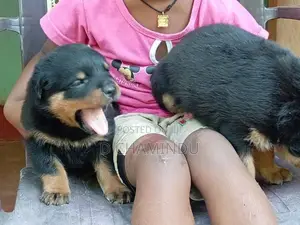 Rottweiler Puppies
