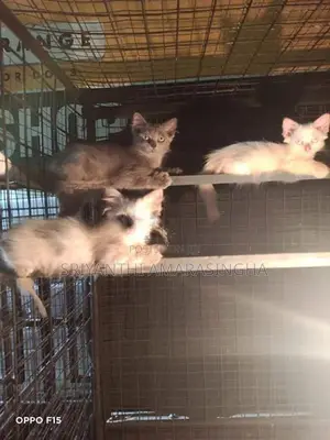 Cats (persian and bengali csts)