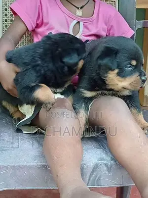 Rottweiler Puppies