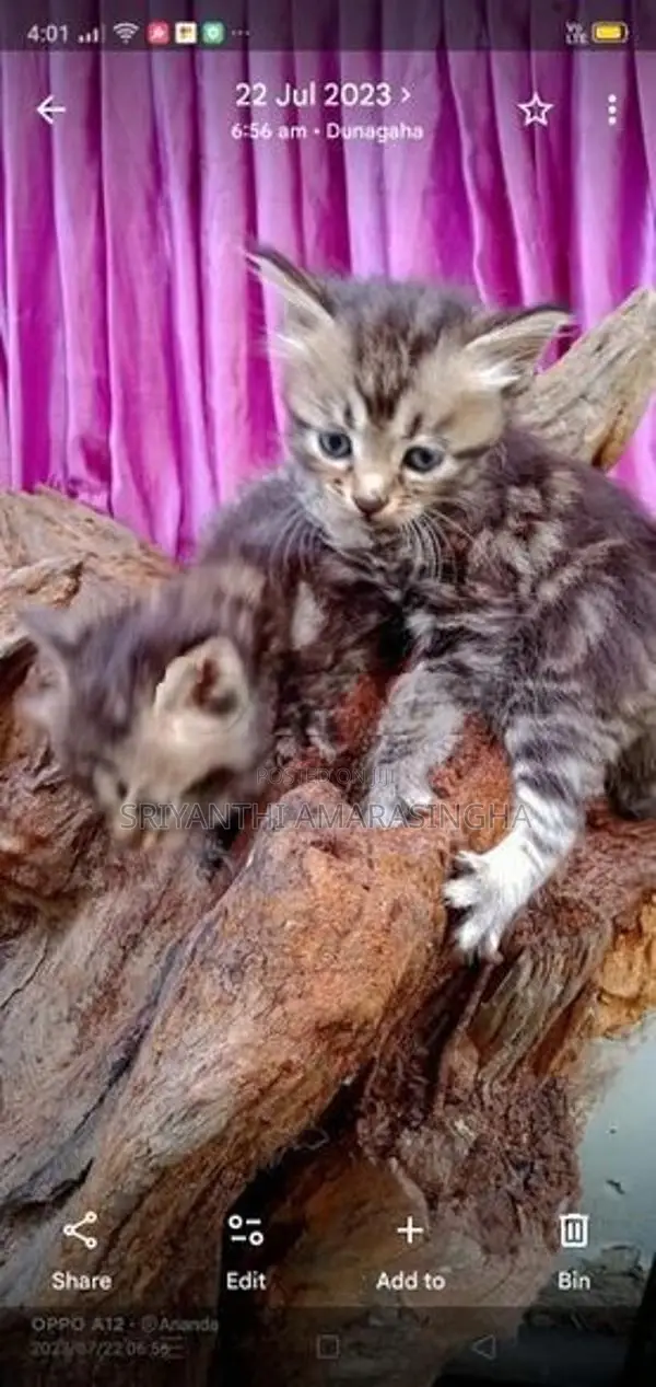 Cats (persian and bengali csts)