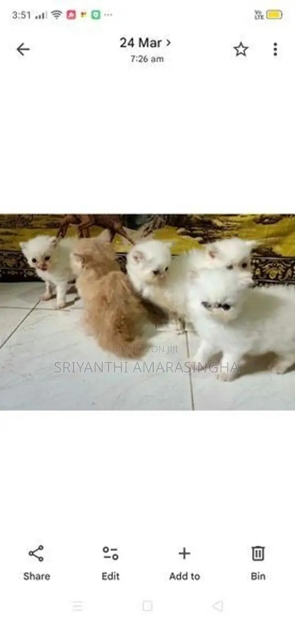 Cats (persian and bengali csts)