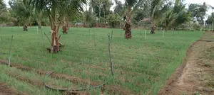 Nilaveli Land for Sale