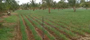 Nilaveli Land for Sale