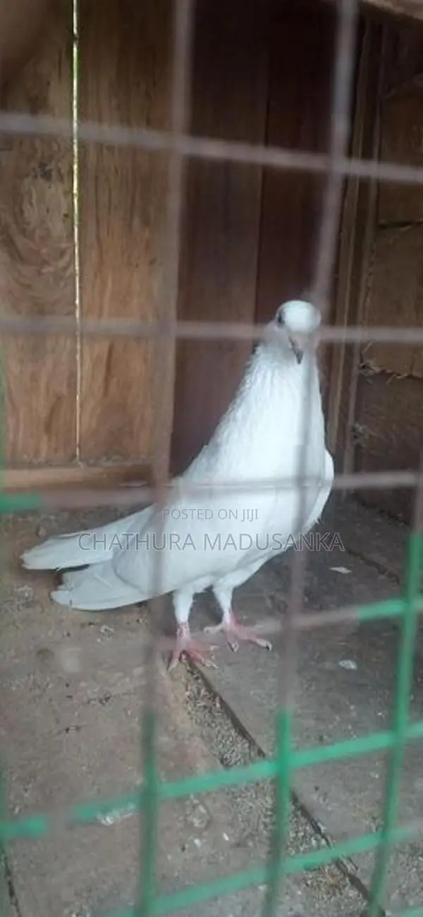 Pigeon