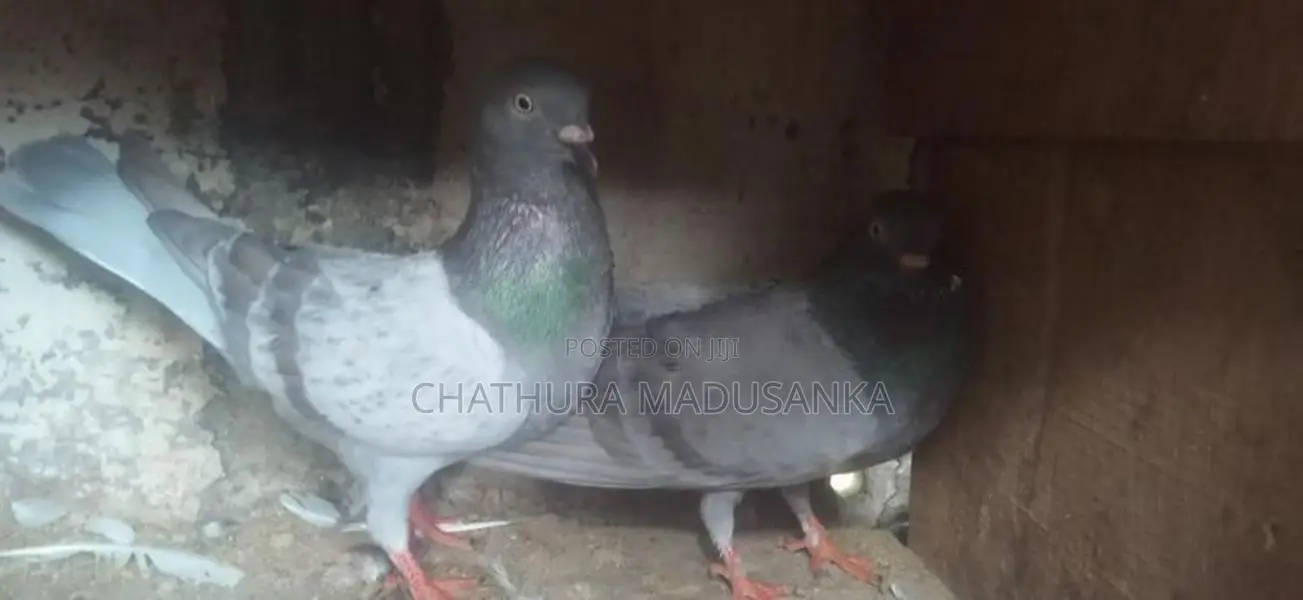 Pigeon