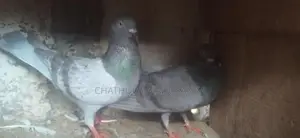 Pigeon