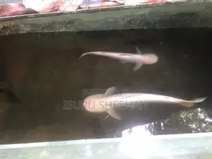 Cat Fish