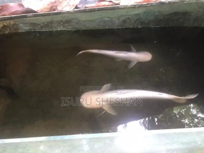 Cat Fish
